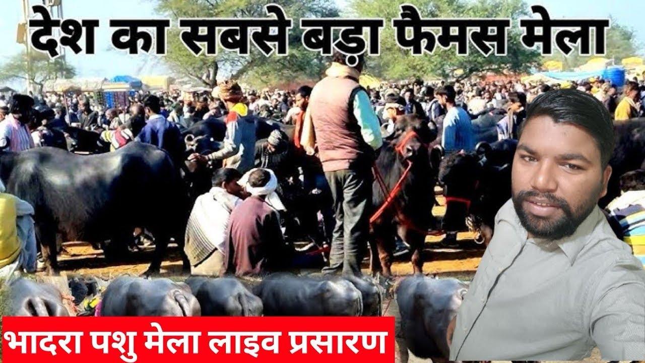 राजस्थान की सबसे फ़ेमस डायरी झोरडा डायरी फ़ार्म भादरा जहा आते हैं लाखो रुपए के पशु 