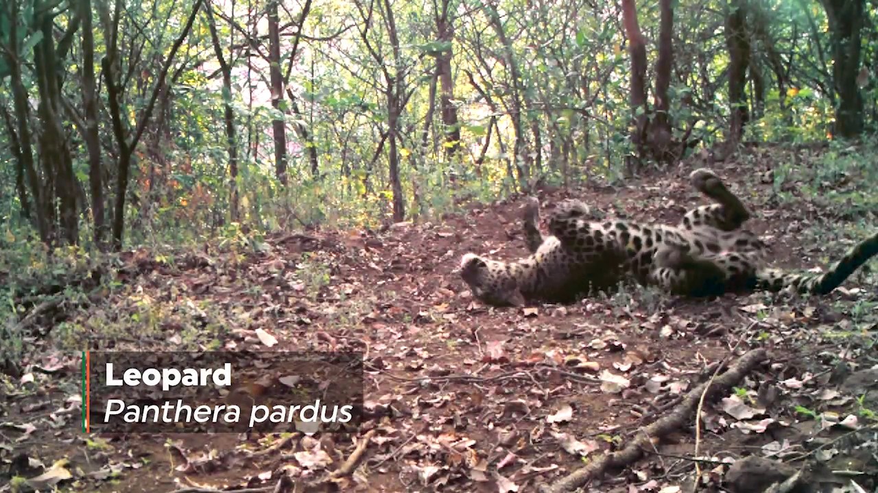 Leopard caught on camera