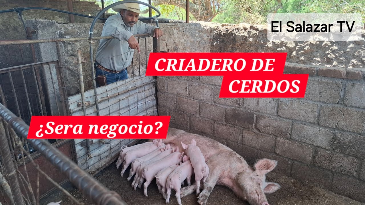 COMO tener un CRIADERO de CERDOS🐖 PASO A PASO ✅️ |El Salazar TV |