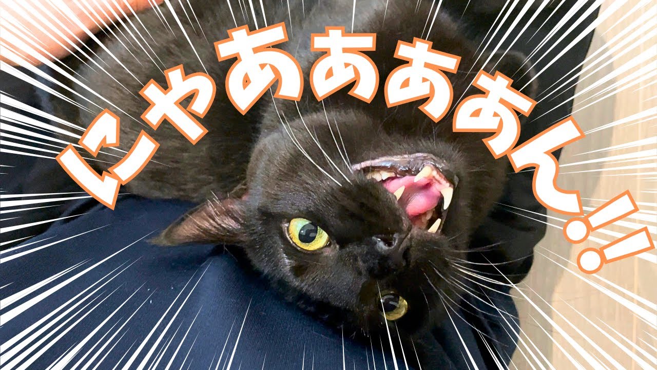 【甘えん坊黒猫】なぜか今日は異常に甘えます
