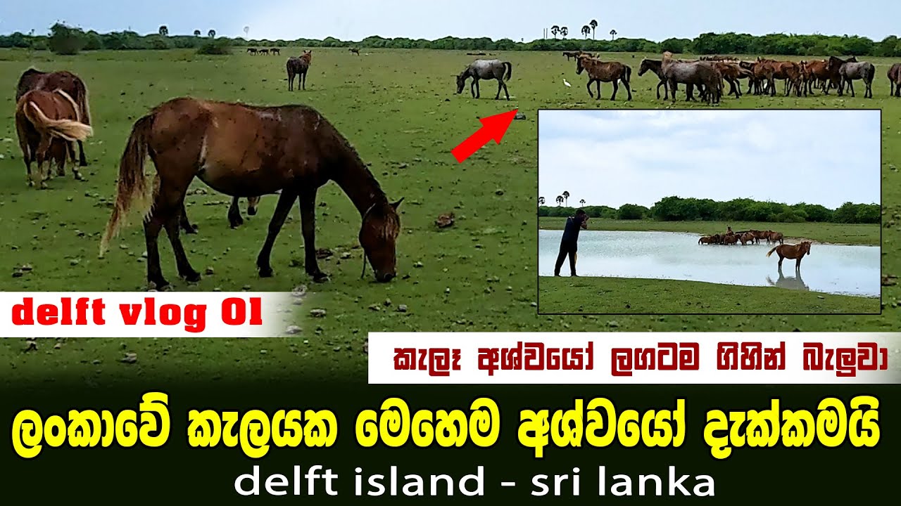 අශ්වයන්ගෙන් පිරුණ ලංකාවේ එකම දූපත 🐎🐎🐴 | ඩෙල්ෆ් දූපත | Delft island 🏝️  Jaffna  delft island vlog 01
