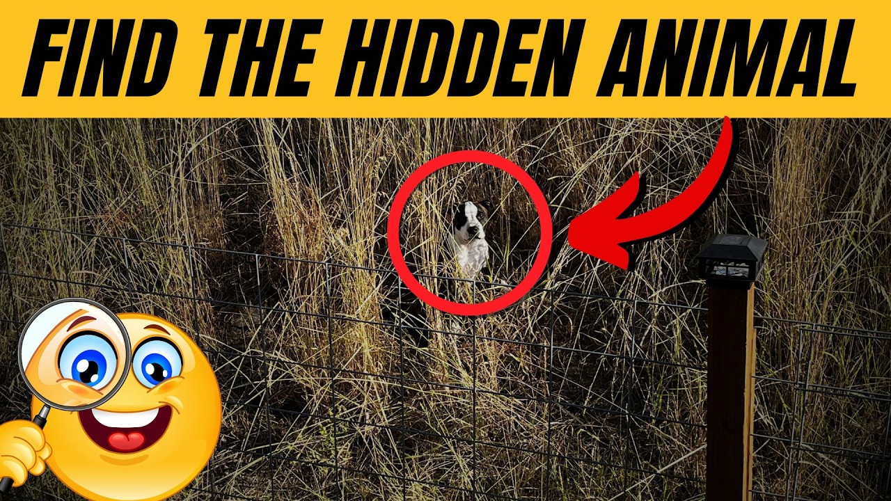 Find the Hidden Animals # 11