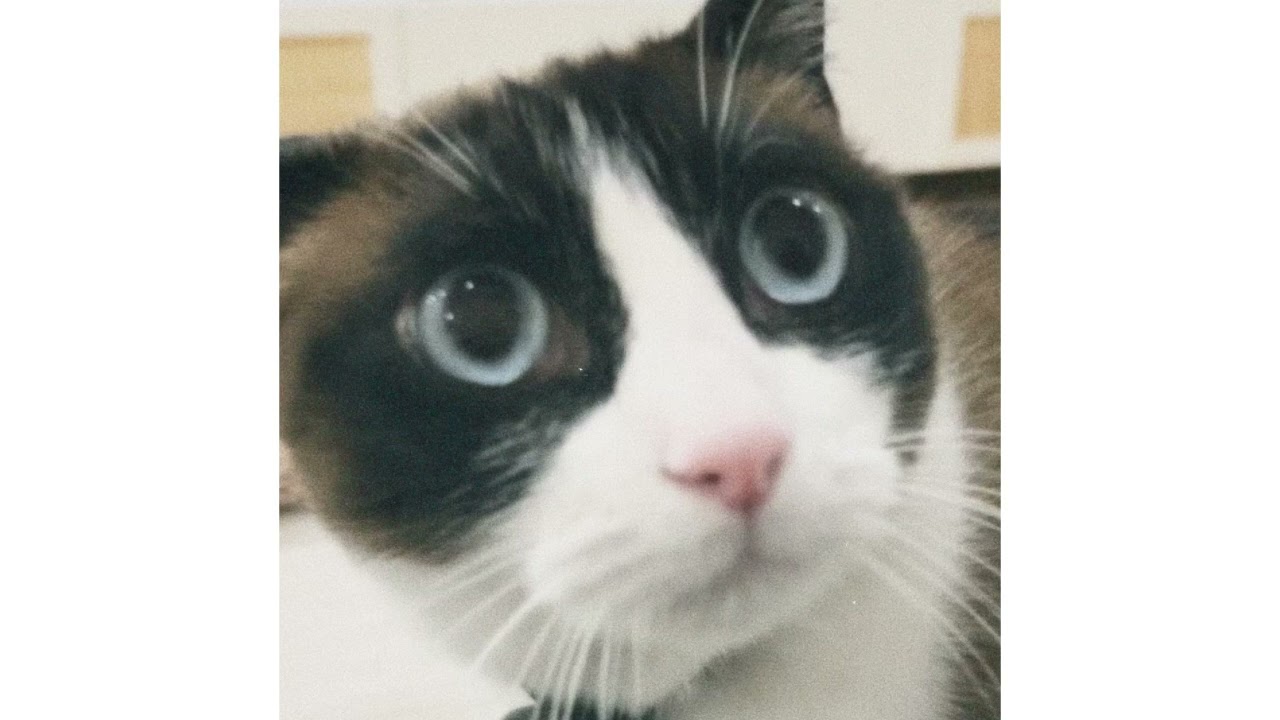 cat (vlog type beat)