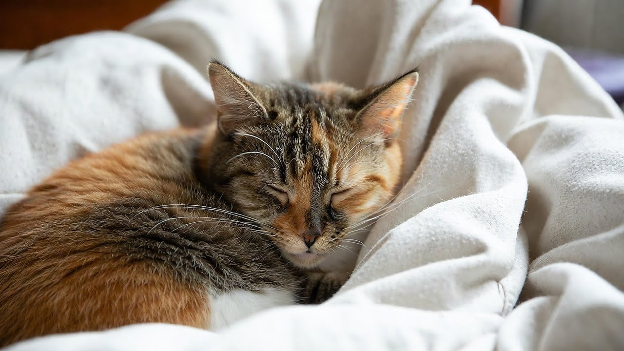 LIVE Soft Cozy Kitten Sleeping Video for Stress Relief 🧶 | Season 18