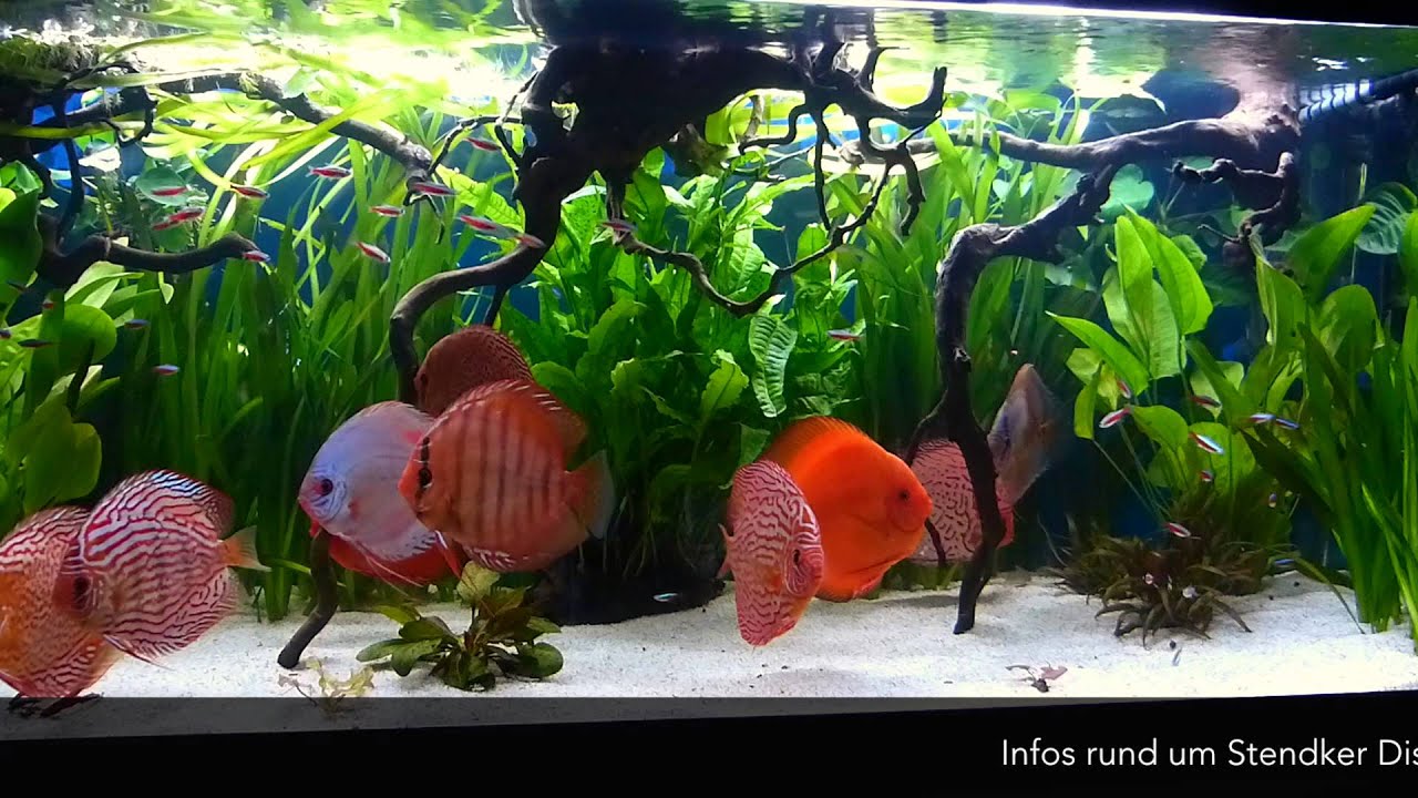 Kundenaquarium 1 Jahr nachdem die Diskusfische mit 8 cm eingezogen sind...