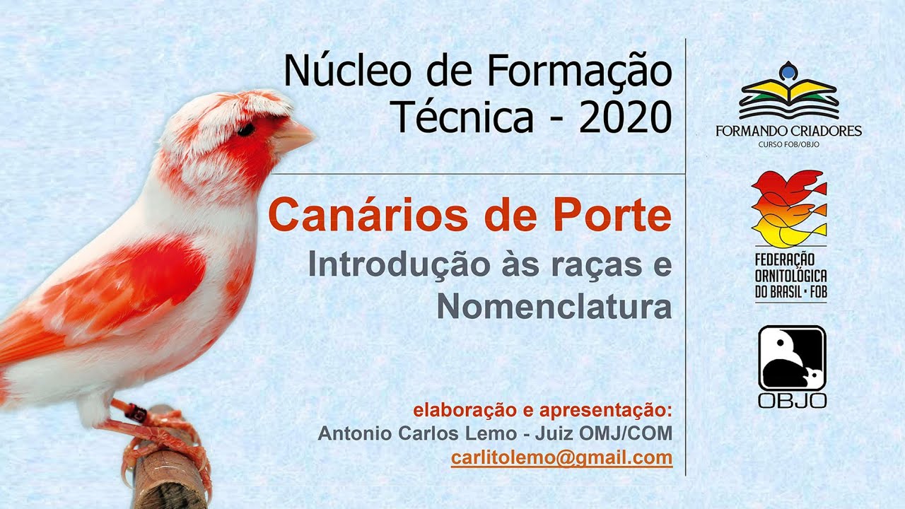 Canários de Porte - Raças e Nomenclatura - noções básicas