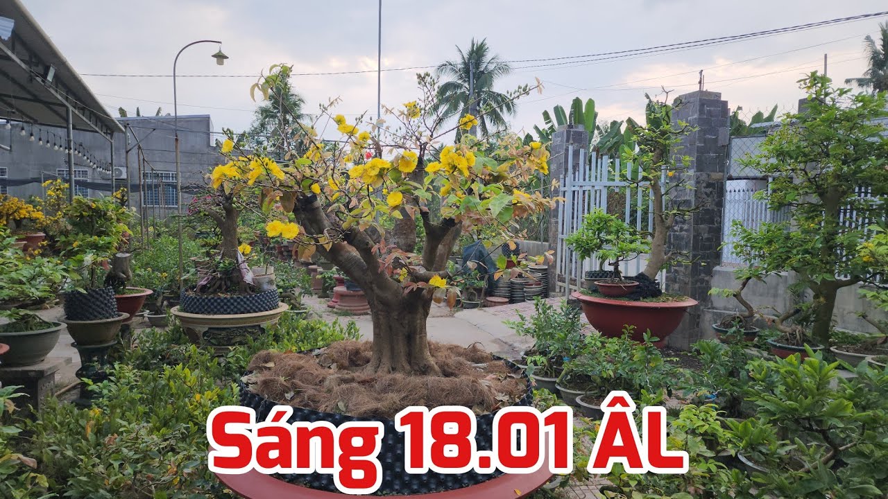 Sáng 18/01 ÂL - Các Giống Mai Nở Hoa