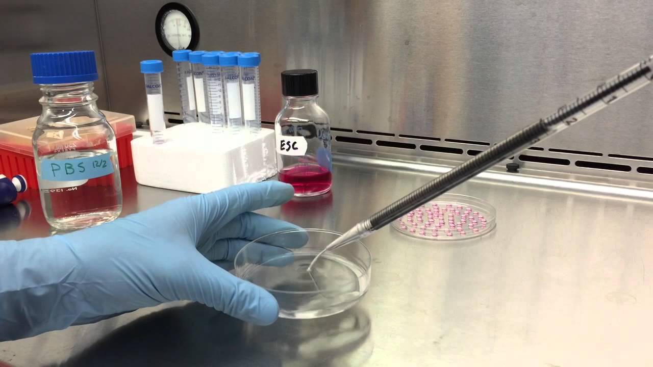 Hanging Drop Technique to Form Embryoid Bodies