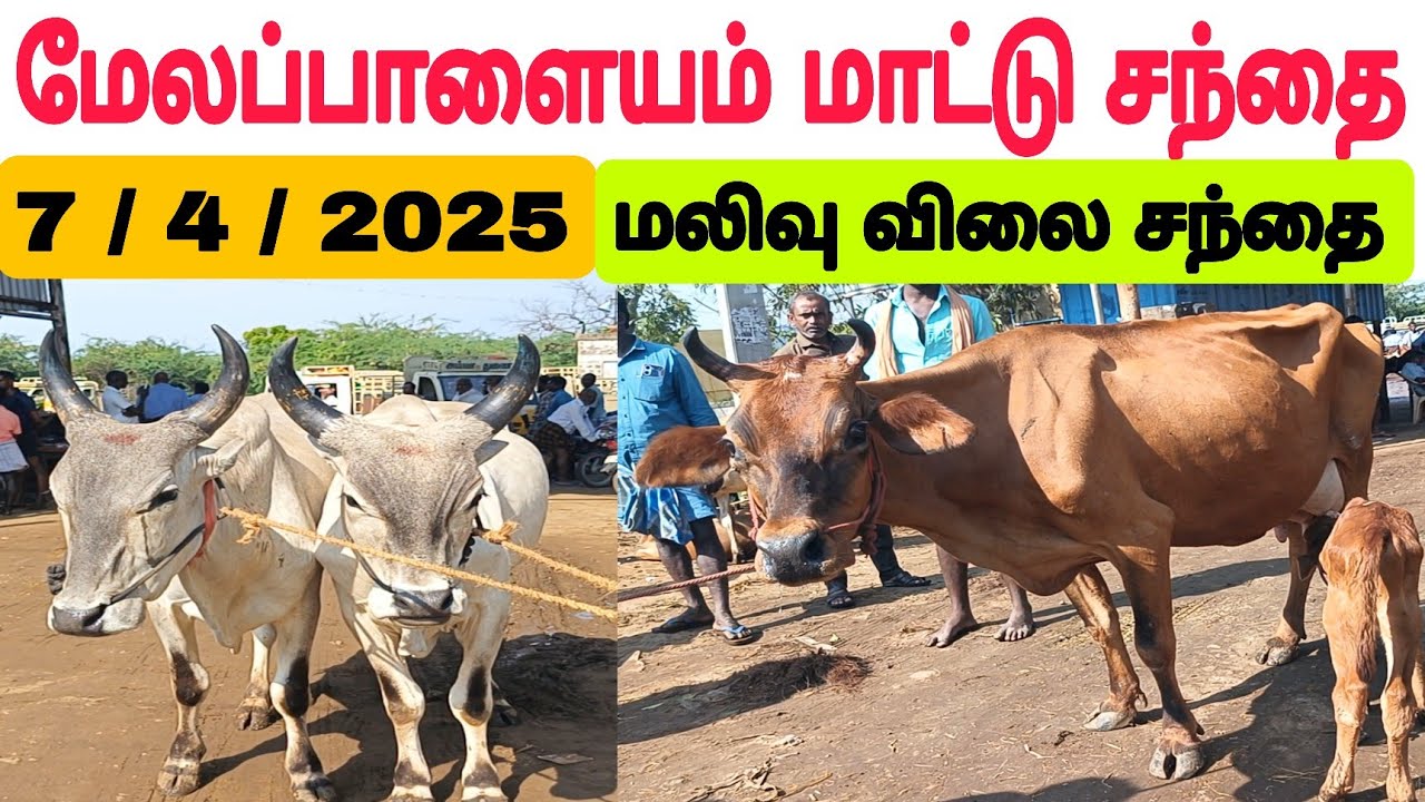 7 / 4 / 2025 / மேலப்பாளையம் மாட்டு சந்தை / தரமான மாடுகள் #மாடு #மேலப்பாளையம் #cow #cowmarket2025
