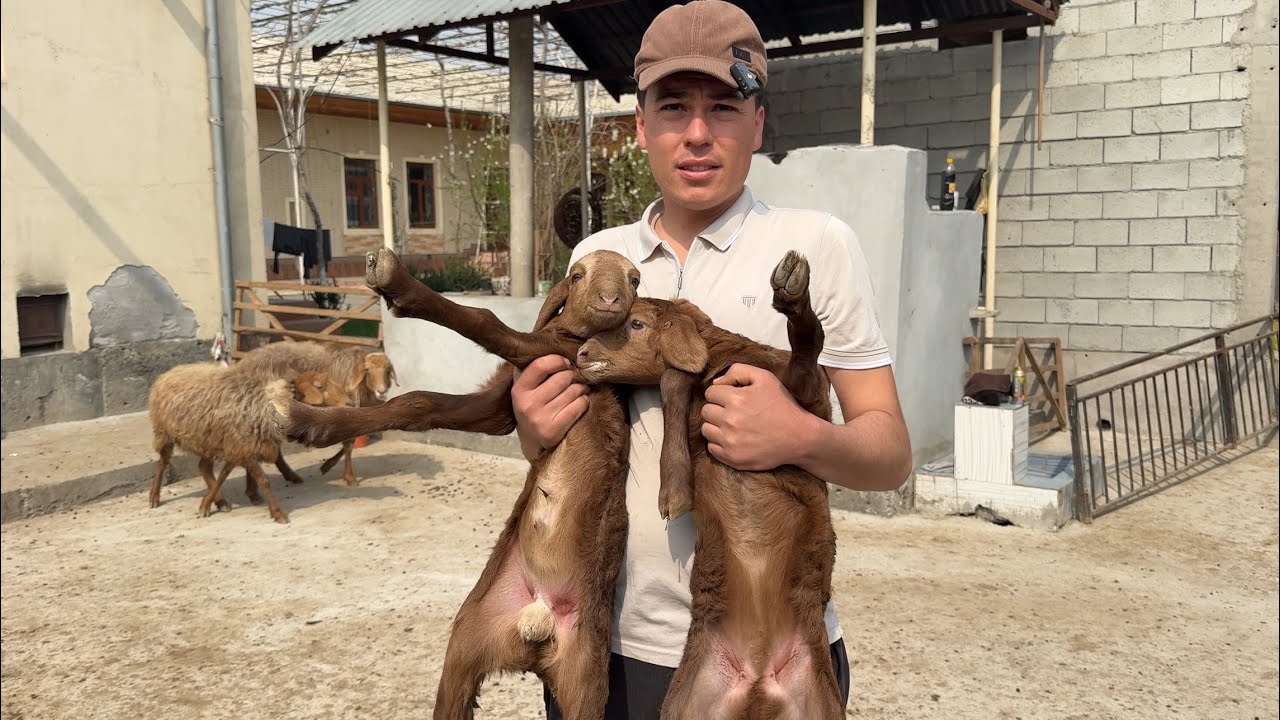 2200 DAN BO’PKETI QO’ZILAR / DORPER 400 $ DAN SHOSHILING 