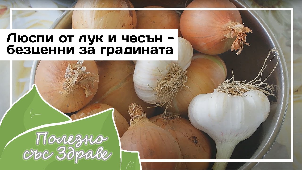Луковая и чесночная шелуха – бесценные отходы для огорода