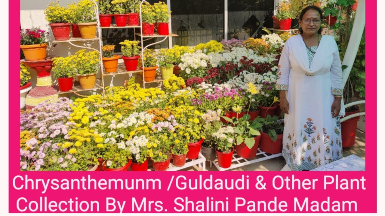 Chrysanthenmunm/ Guldaudi & Other Plant Collection By Mrs. Shalini Pande Madam