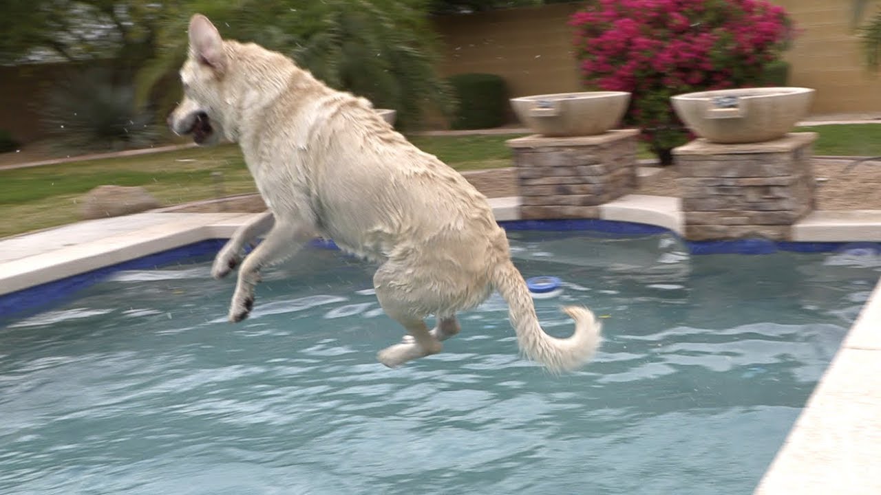 DOGS SWIMMING IN SLOW MO!!