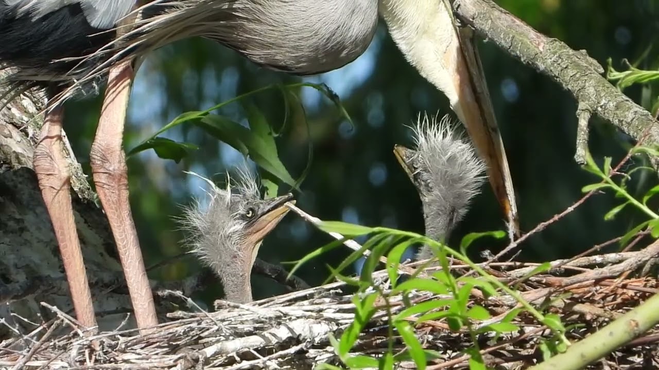De reigers van de Brielmeersen.