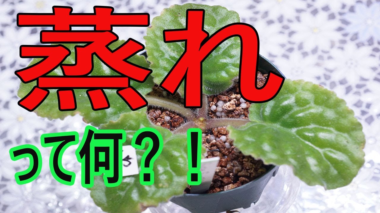 セントポーリアの障害”蒸れ”ってどんな症状？そしてその対処方法