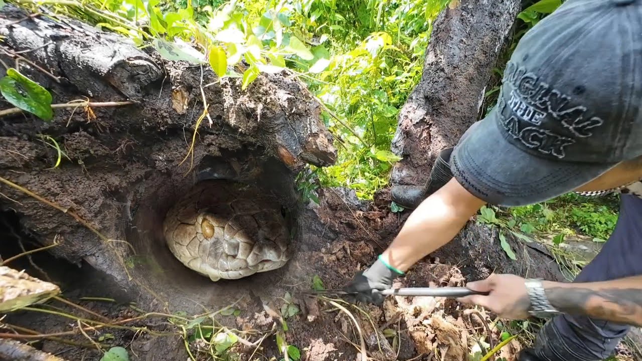 MGA MAG SASAKA HINABOL NG KING COBRA # cobraprince 