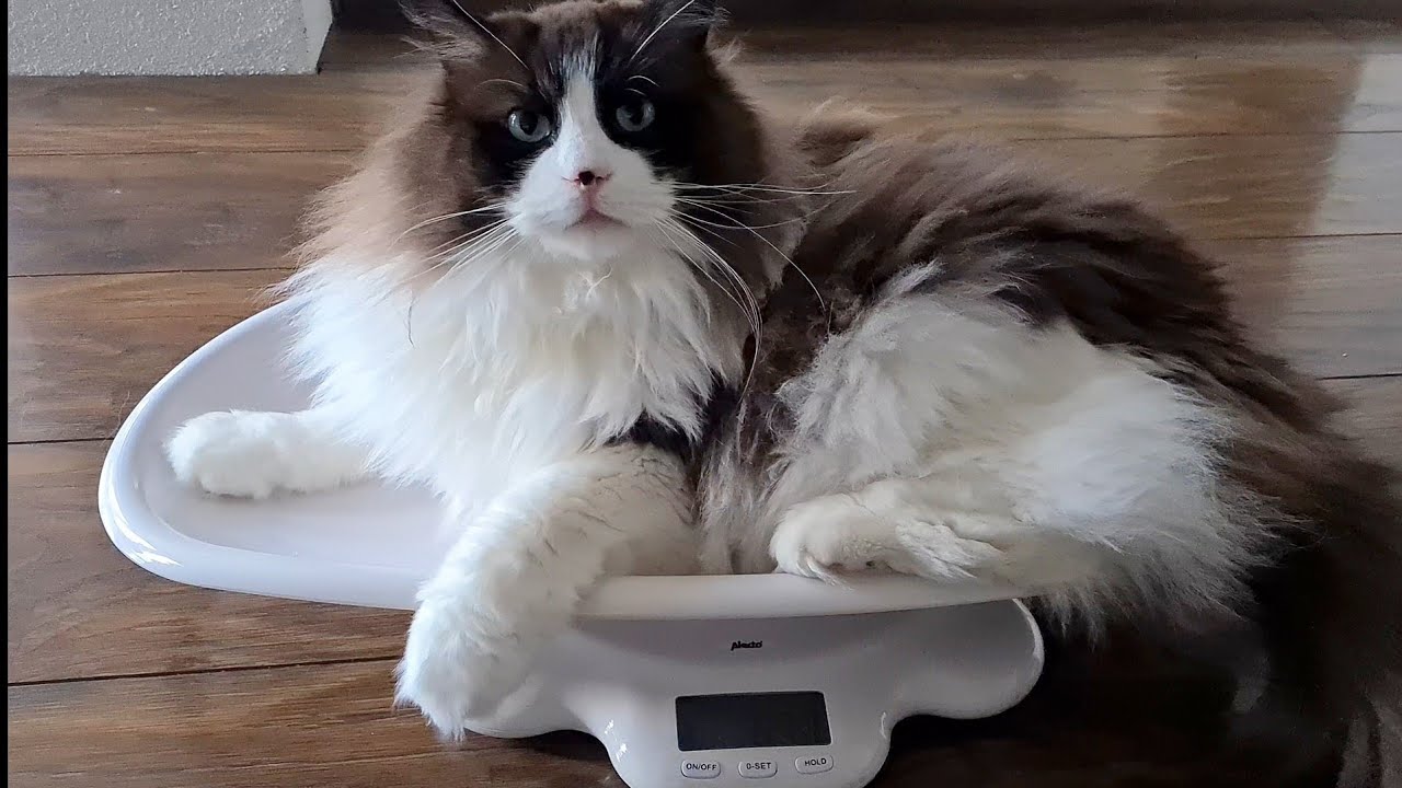 Cat loves to be weighed ☺️
