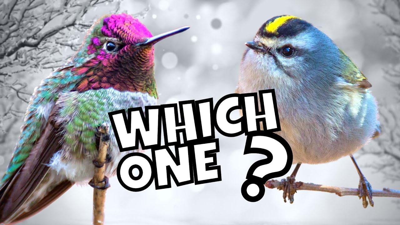 The True Winter Survivor | Anna's Hummingbird or Golden-crowned Kinglet?