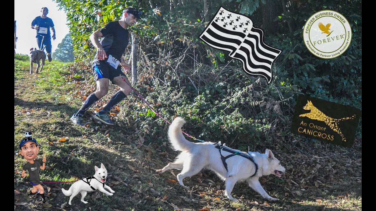 canicross 7.5km Miniac sous Bécherel 2018 avec Sam & Ivy le BBS