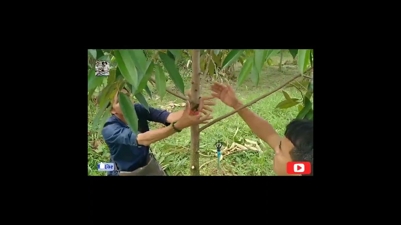 #ဒူးရင်းအကိုင်းယူနည်း#633