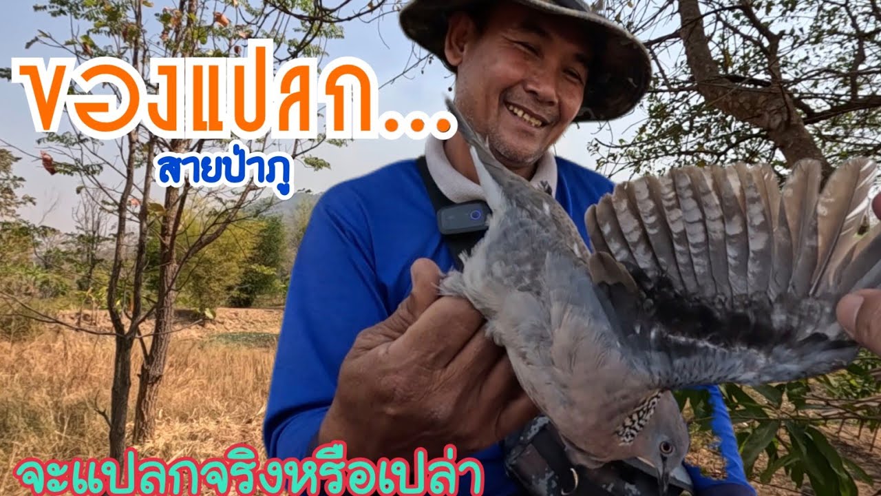 ของแ.ป.ล.ก.ๆ…ต่อนกเขาใหญ่ จัด 1 แต้ม