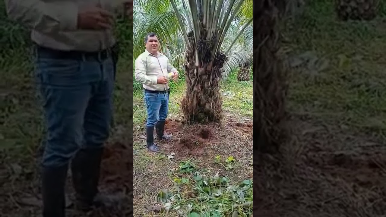 fertilización en cultivo de palma en nutrición controlada