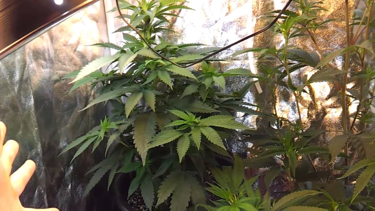 Update day 40 of veg and 14 day of veg