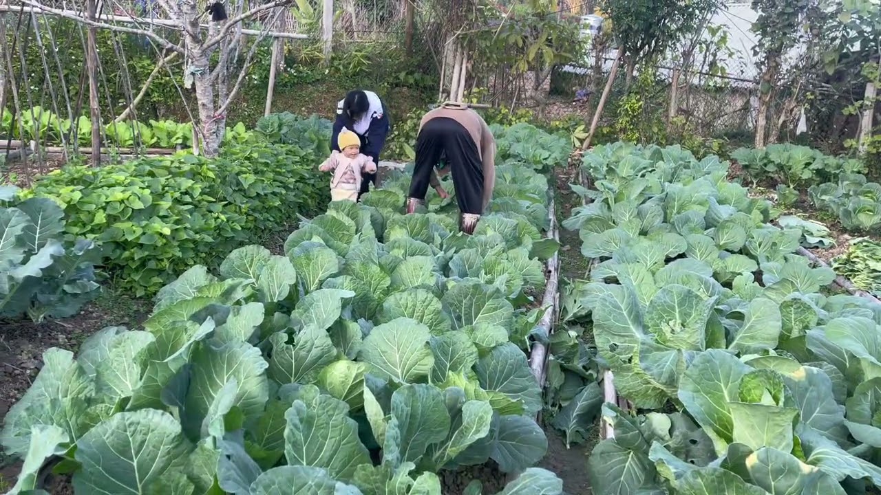 Vườn rau mùa đông