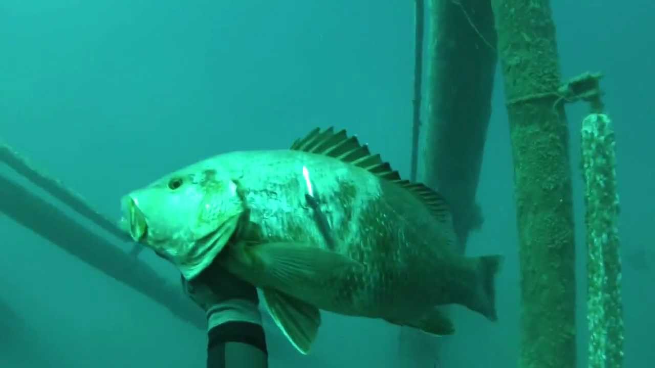 Trinidad and Tobago Spearfishing - East Coast