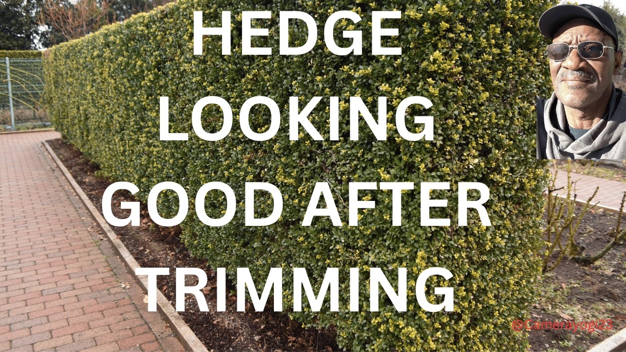 HEDGE LOOKING GOOD AFTER TRIMMING