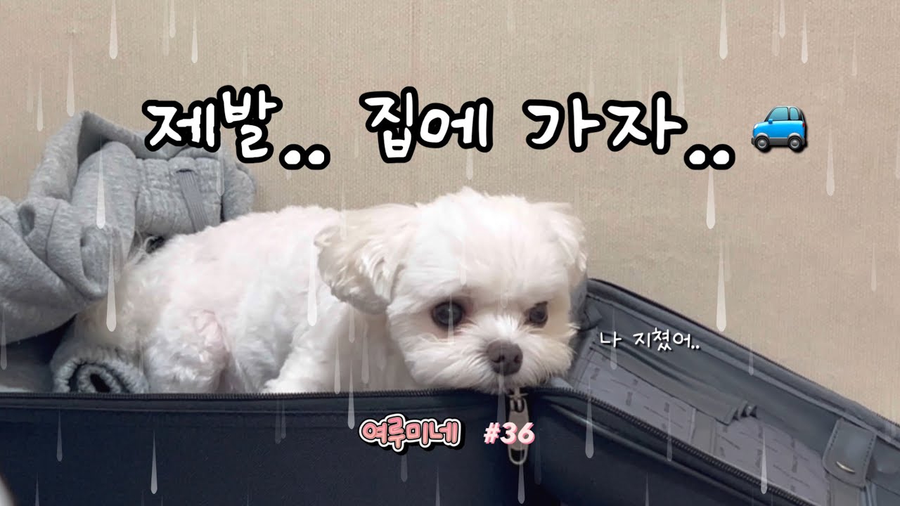 ☔️폭우야 와봐라, 우리가 안 나가나⛈️🌪️| 여름이의 하루 #36 | 속초여행 | 옛고을 순두부 | 속초아이 | 애견동반 에어비앤비 | 빛의 바다 속초 | 브이로그