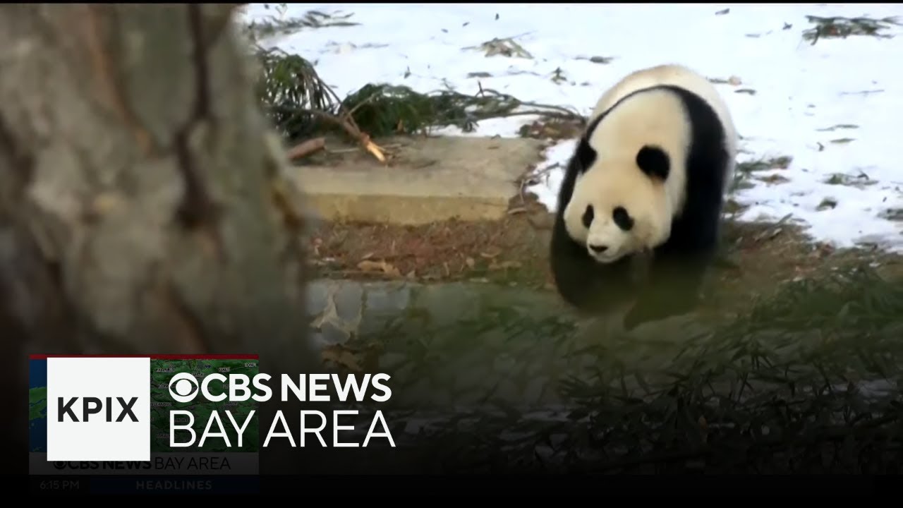 Pursuit of giant pandas costs San Francisco Zoo a longtime donor