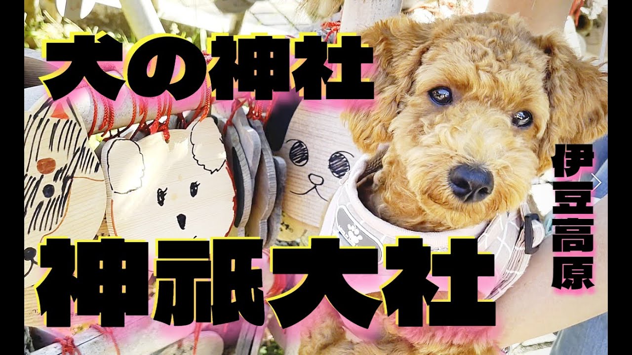 【犬 神社】犬の神社「神祇大社」（伊豆高原）へ行ってきました。～トイプードルのわらびと伊豆の旅①（全４本）