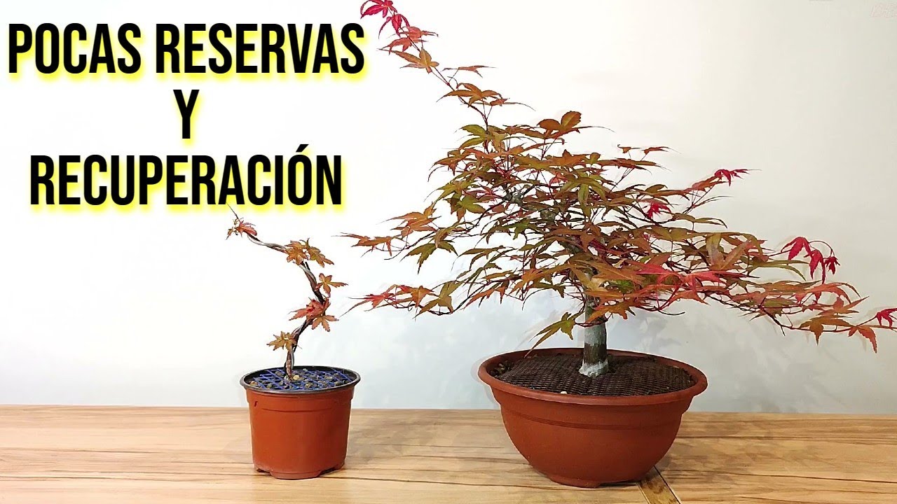 Cómo Recuperar un Bonsai que está muy Débil - Acer Palmatum