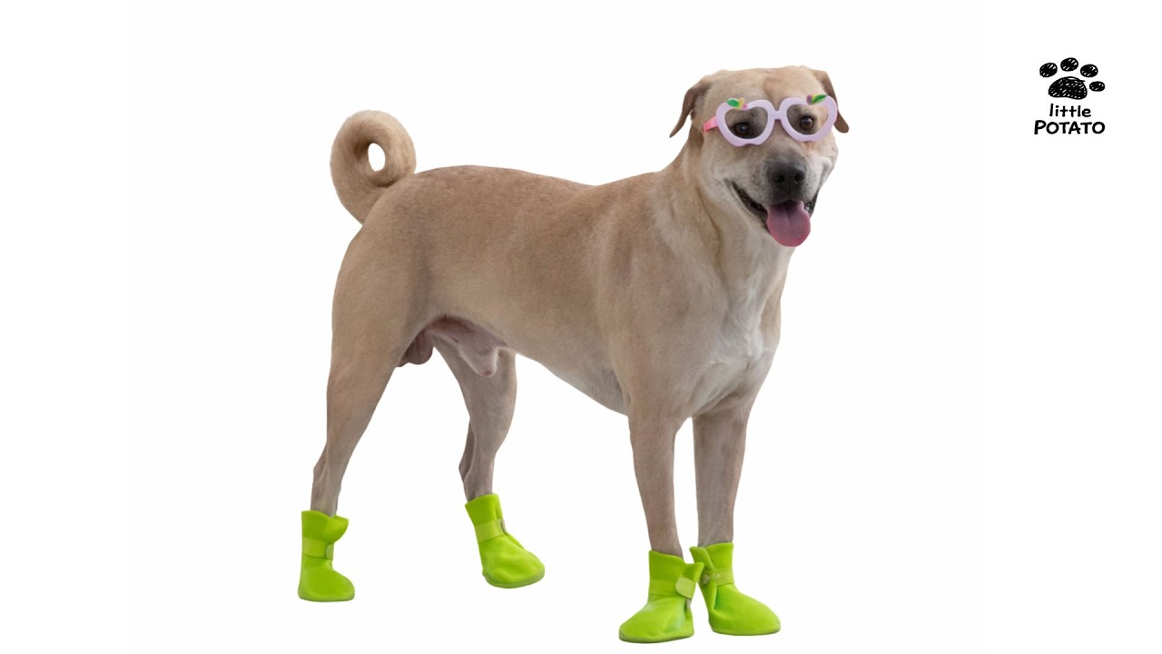 I Dressed for Success and Accidentally Became the Vibe 🕶️ Upbeat Focus for Reading Books Piano BGM