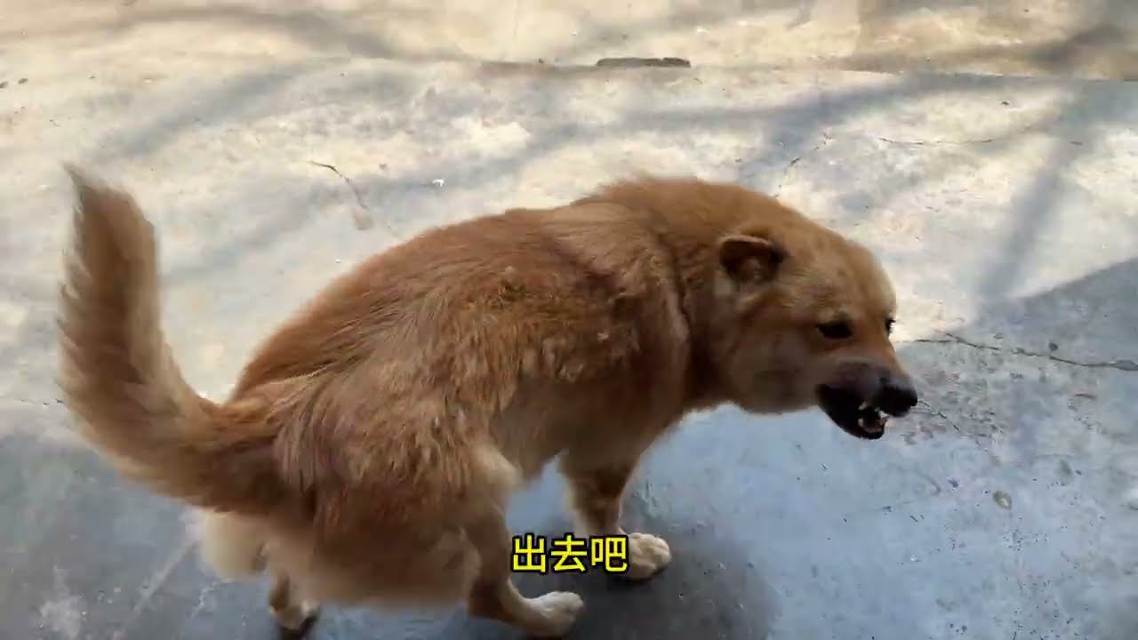 沉浸式薅狗毛#中华田园犬#動物 #动物 #治愈 #治愈系 #狗狗 #田园犬