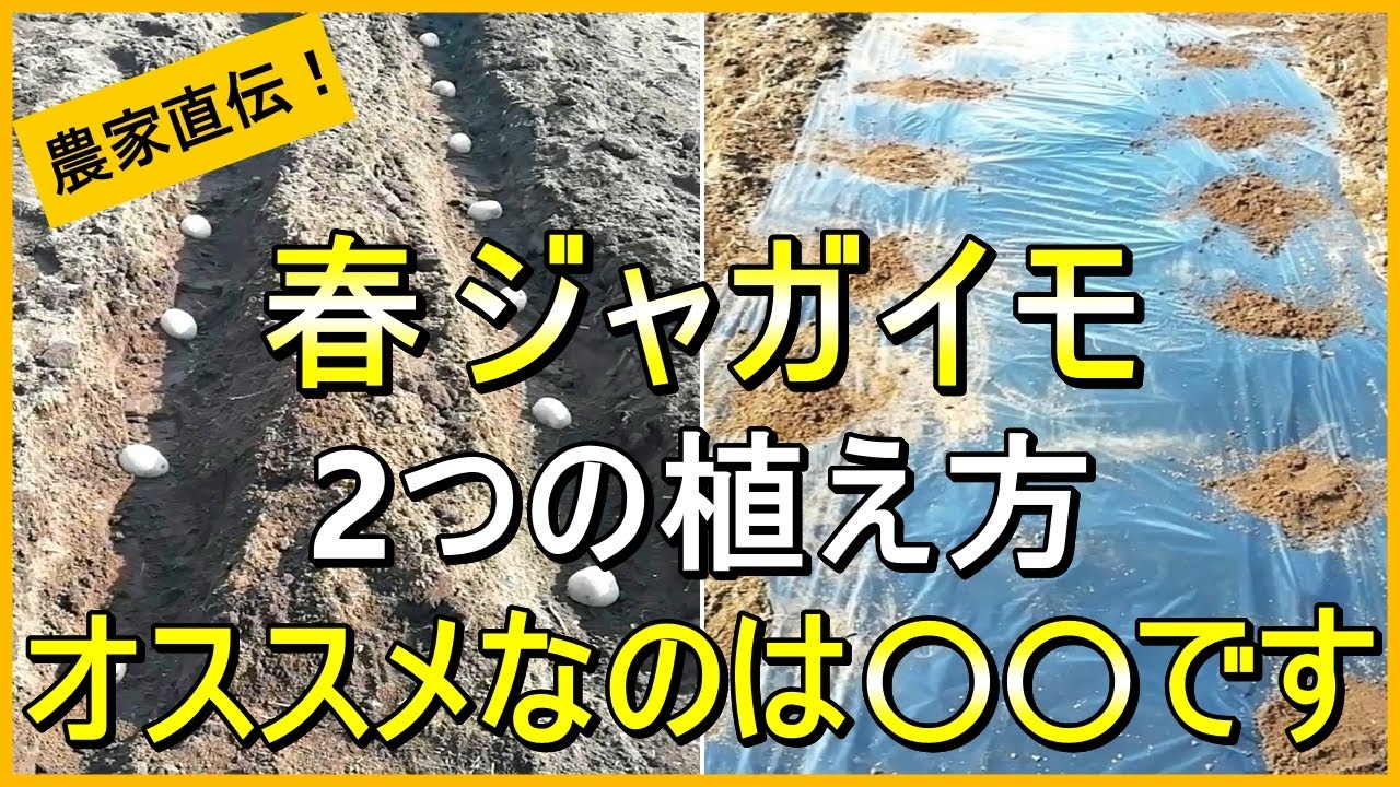 【ジャガイモ栽培】必見！マルチ有り・無し 2つの植え付け方法を徹底解説【有機農家直伝！無農薬で育てる家庭菜園】　25/2/20