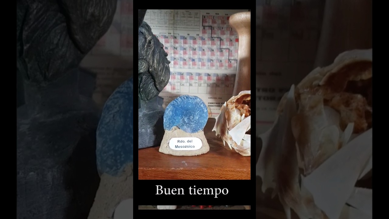 Amonite del tiempo