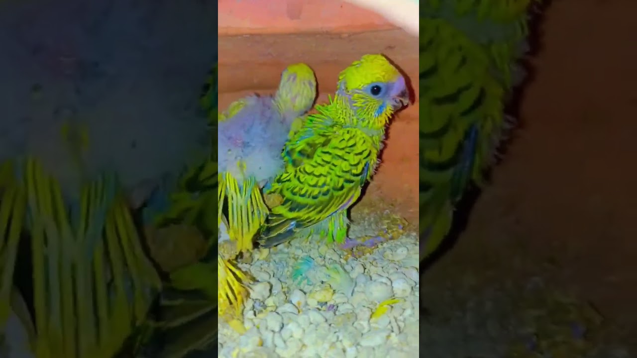 baby budgie screaming for first time #shorts