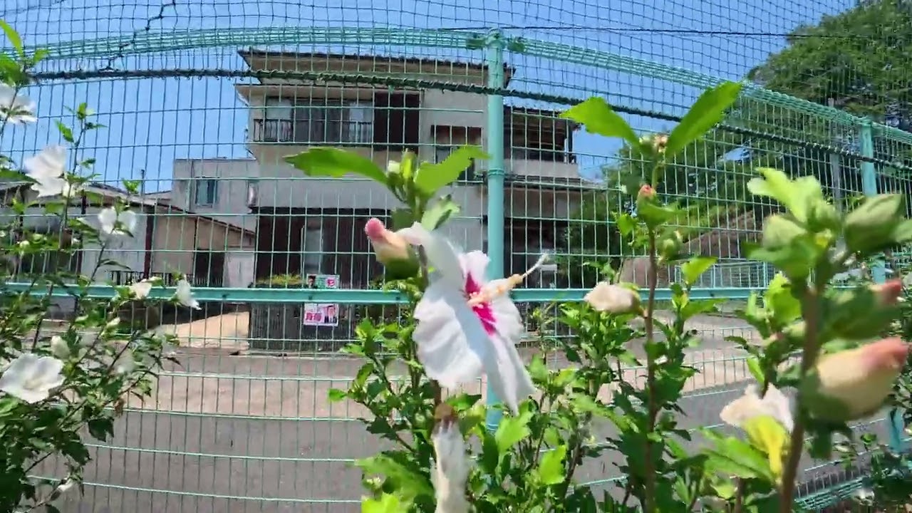 全国花のある風景　人権文化センター　島本町