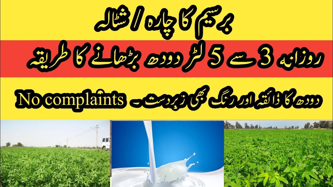 3L Milk increase per animal II Berseem silage and hay II Best way to feed berseem II Berseem