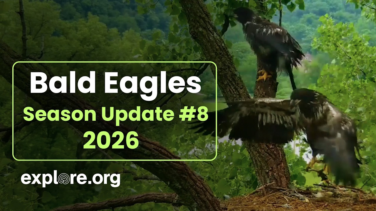 A Fledge! | Bald Eagle Nest Update 8