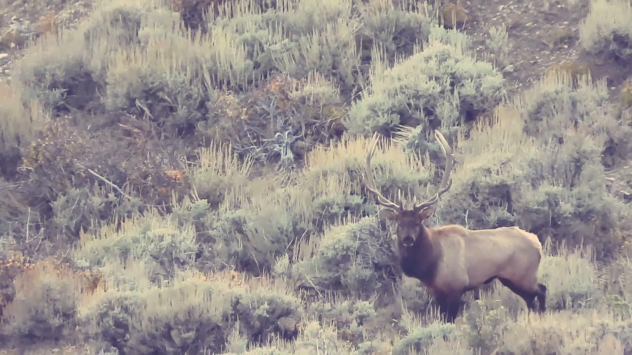 Colorado GMU Unit 49 Hunting Information