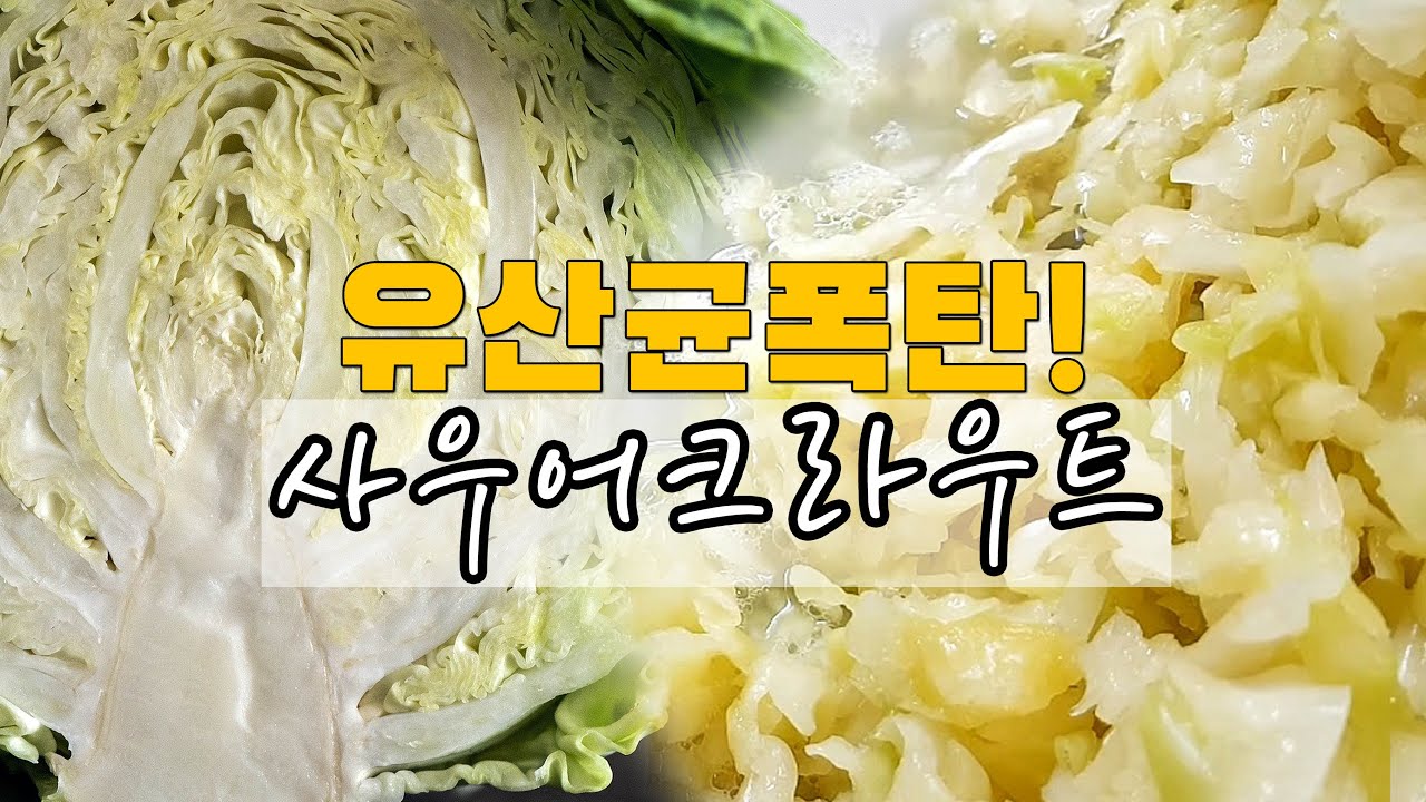 힘들게 알아낸 소금의 비율! 자세히 알려드려요 양배추절임/양배추김치 만들기 | 유산균폭탄 사우어크라우트 | 프로바이오틱스 | Homemade sauerkraut 양배추요리