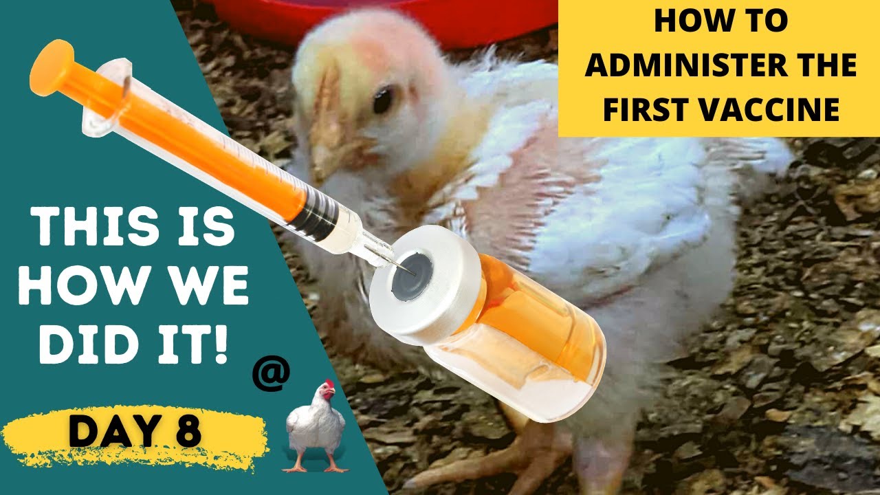 I Gave Them This to Maintain Massive Broiler Weight and Not Have Newcastle