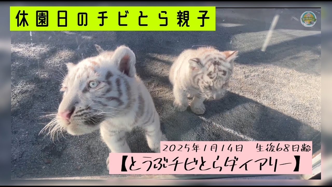 【とうぶチビとらダイアリー】休園日のホワイトタイガー親子　東武動物公園　公式YouTubeチャンネル