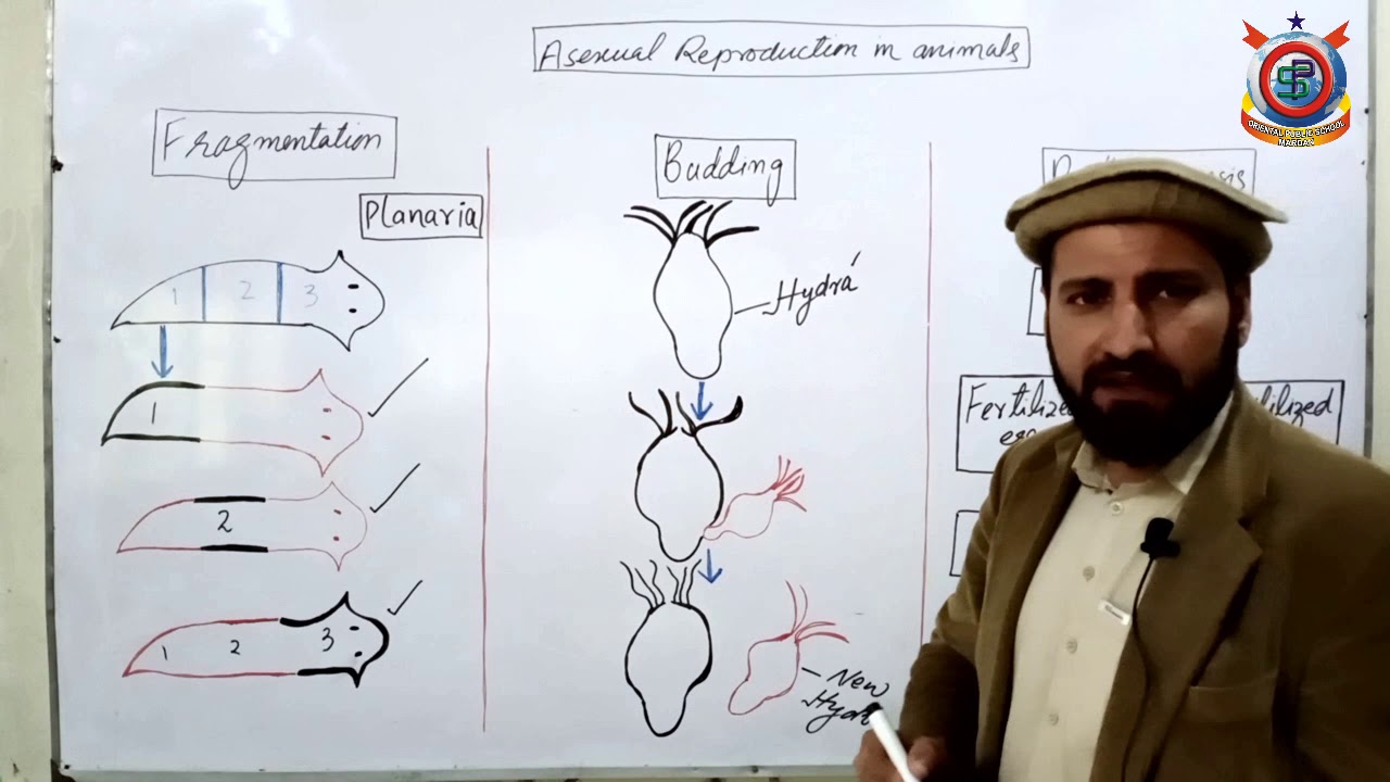 Class 10th Bio Lecture 39 Topic; Asexual Reproduction in Animals