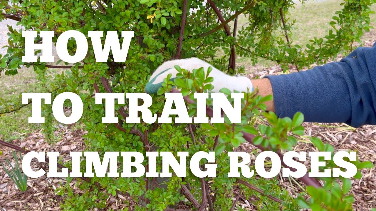 How to train CLIMBING ROSES | Rambling roses