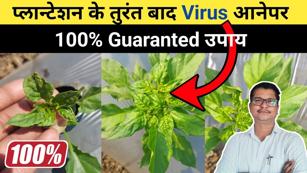 प्लान्टेशन के बाद Virus आने पर 💯 ईलाज । plant virus