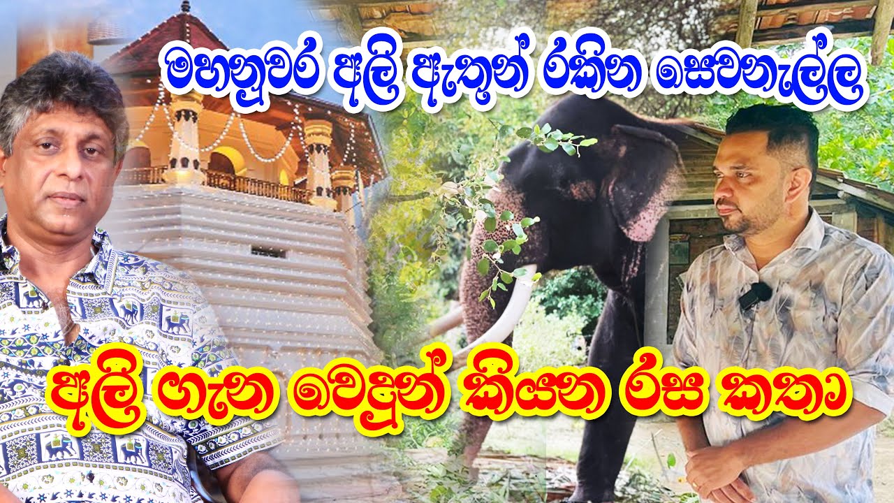 ශ්‍රී දළදා මාලිගාවේ අලි ඇතුන්ගේ සුවතාවය පිණිස කටයුතු කරන වෛද්‍ය තරිඳු මහතාගේ මතක ආවර්ජනය#heladeepatv